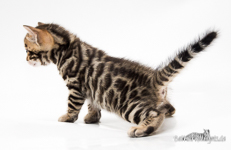  Bengal Cat Chemnitz